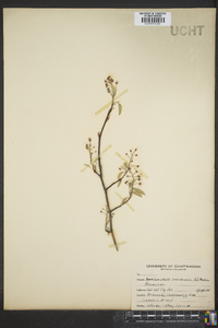 Amelanchier canadensis image