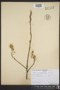 Amelanchier canadensis image