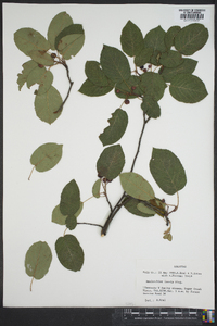 Amelanchier laevis image