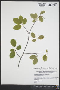 Amelanchier sanguinea image