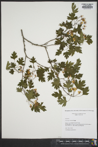 Crataegus marshallii image