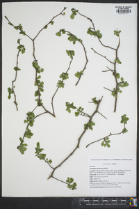 Crataegus spathulata image