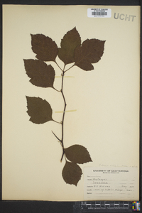 Crataegus viridis image