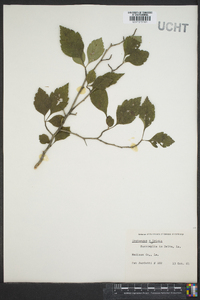 Crataegus viridis image