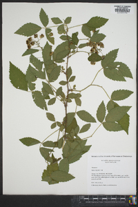 Rubus argutus image