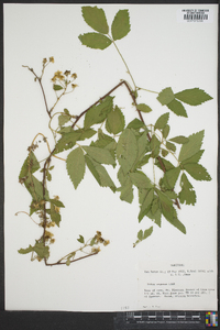 Rubus argutus image