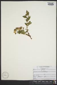 Rubus argutus image