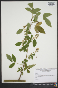 Rubus argutus image