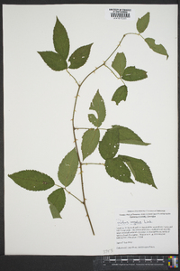 Rubus argutus image