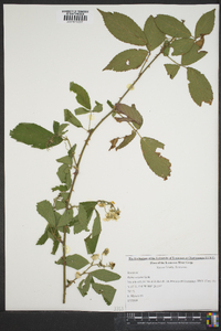 Rubus argutus image
