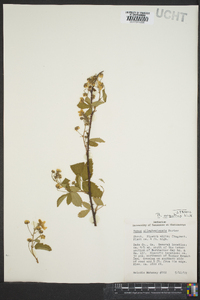 Rubus argutus image