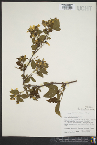 Rubus argutus image