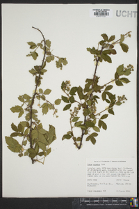 Rubus argutus image