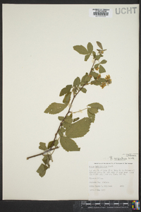 Rubus argutus image