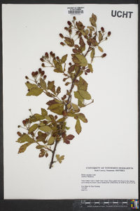 Rubus argutus image