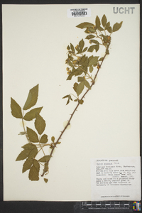 Rubus argutus image