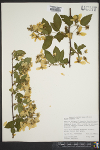 Rubus argutus image