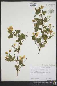 Rubus argutus image