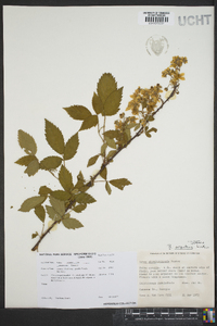 Rubus argutus image