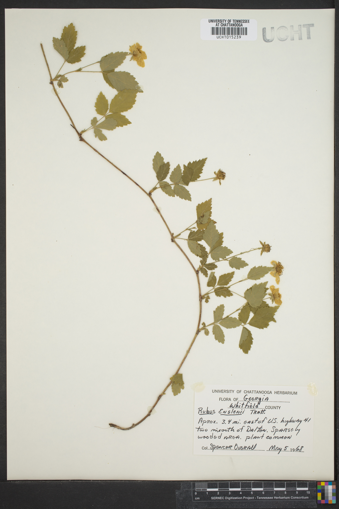 Rubus enslenii image