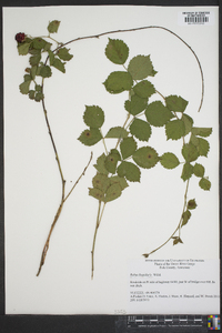 Rubus flagellaris image