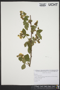 Rubus flagellaris image