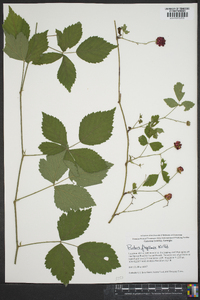 Rubus flagellaris image