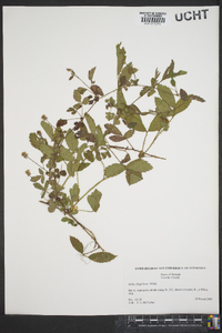 Rubus flagellaris image