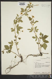 Rubus flagellaris image