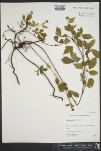 Rubus flagellaris image