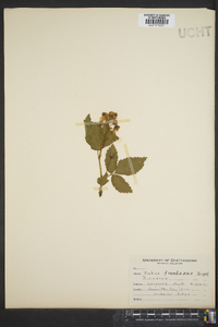 Rubus frondosus image