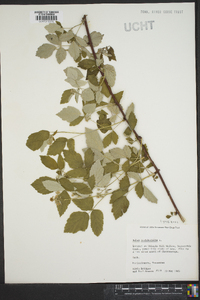 Rubus occidentalis image