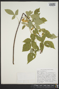 Rubus occidentalis image