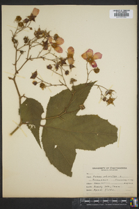 Rubus odoratus image