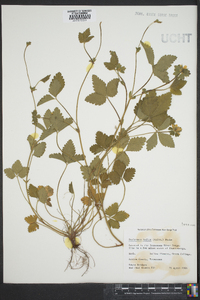 Potentilla indica image