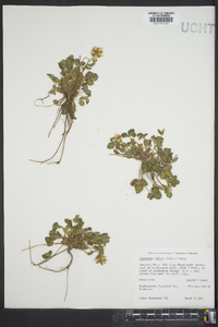 Potentilla indica image