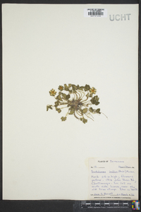 Potentilla indica image