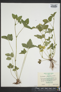 Potentilla indica image