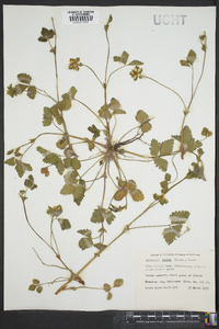 Potentilla indica image