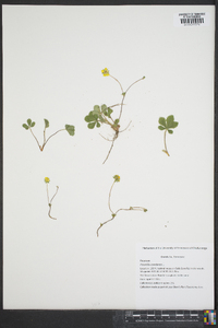 Potentilla canadensis image