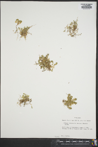 Aphanes microcarpa image