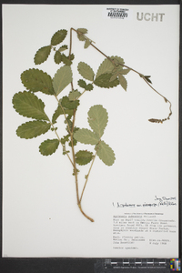 Agrimonia pubescens var. microcarpa image