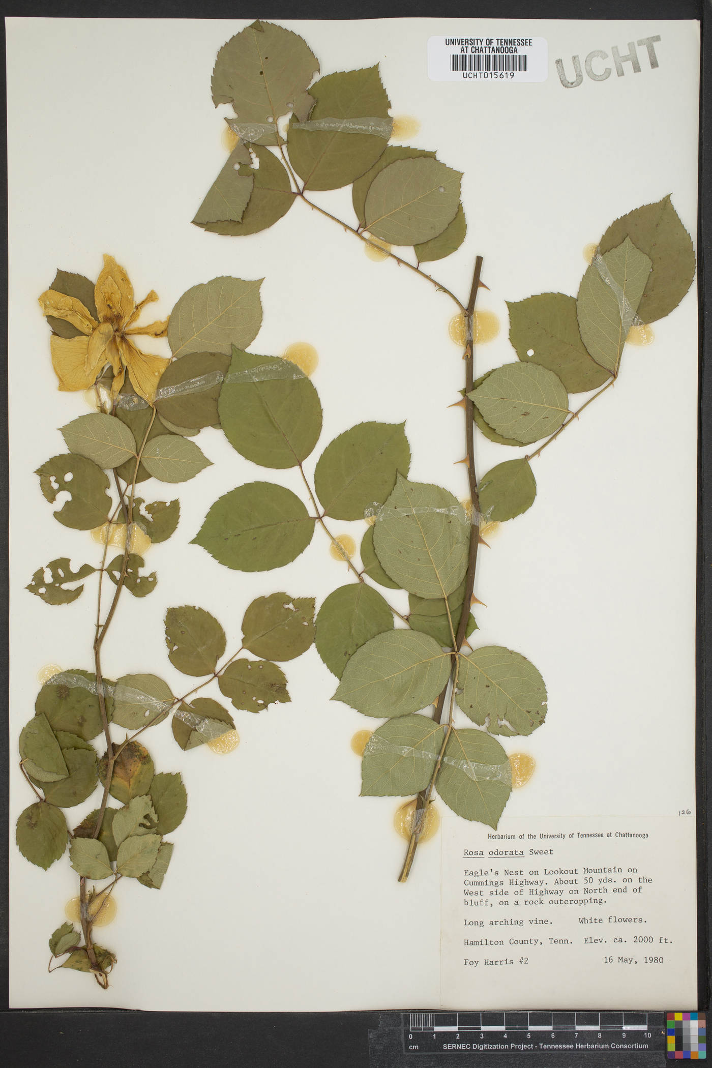 Rosa odorata image