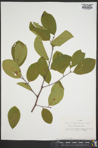 Prunus alabamensis image