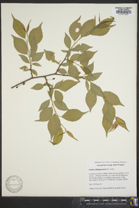 Prunus alleghaniensis image