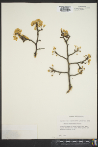 Prunus angustifolia image