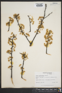 Prunus angustifolia image