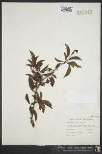 Prunus angustifolia image