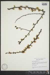 Prunus angustifolia image