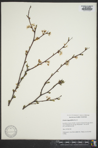 Prunus angustifolia image